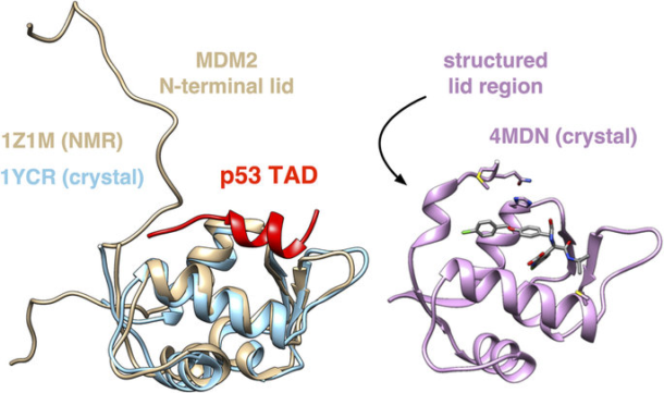 mdm2-lid