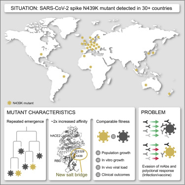 Graphical abstract for paper showing the emergence of SARS-CoV-2 mutants that challenge antibody effectiveness