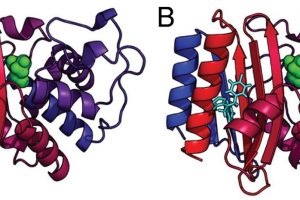 Crystal structures of TEM-1 β-lactamase (A) in the absence of ligand and (B) in the presence of an allosteric inhibitor that reveals a cryptic binding site between helices 11 and 12.