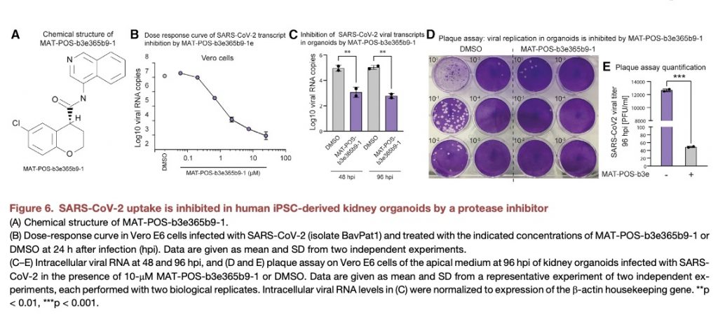 Figure 6 from Cell Stem Cell 29:217–231, 2022 showing that a compound from the COVID Moonshot program (a collaboration involving Folding@home to discover new SARS-CoV-2 antivirals) is effective in suppressing replication of SARS-CoV-2 in kidney organoids.